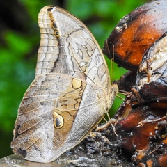 Eryphanis