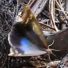 Eryphanis