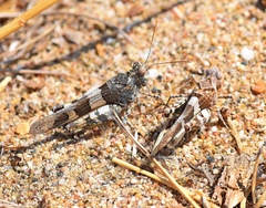 Oedipoda miniata