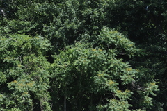 Ailanthus