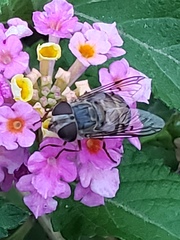 Copestylum isabellina