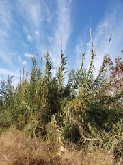 Arundo donax