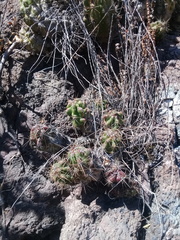 Echinocereus cinerascens cinerascens