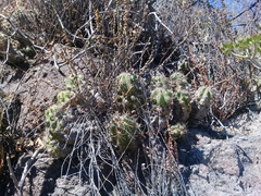 Echinocereus cinerascens cinerascens