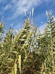 Arundo donax