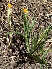 Angiospermae