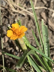 Angiospermae