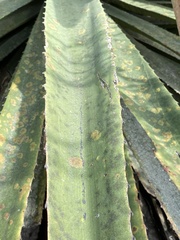 Asparagaceae