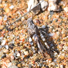 Oedipoda miniata