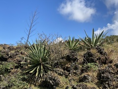 Asparagaceae