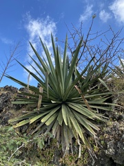 Asparagaceae