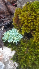 Sedum hispanicum