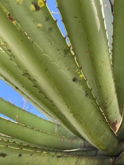 Asparagaceae