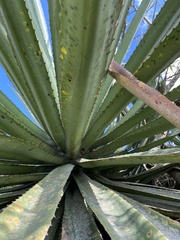 Asparagaceae