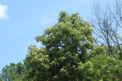 Ailanthus