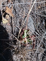 Echeveria platyphylla