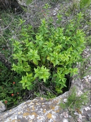 Mandevilla foliosa