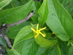 Mandevilla foliosa
