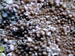 Montipora verrucosa