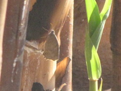 Pindis squamistriga