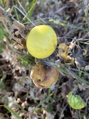 Solanum
