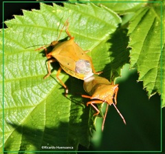 Brontocoris nigrolimbatus