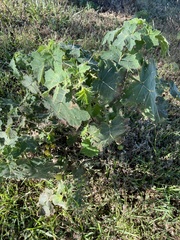 Solanum