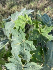Solanum