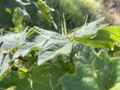 Solanum