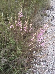 Lamourouxia dasyantha