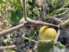 Solanum