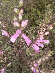 Lamourouxia dasyantha