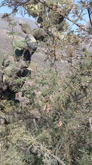 Painteria leptophylla