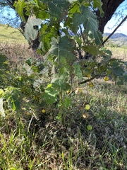 Solanum