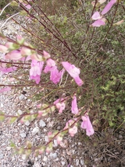 Lamourouxia dasyantha