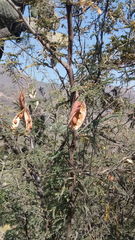 Painteria leptophylla