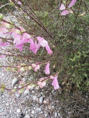 Lamourouxia dasyantha