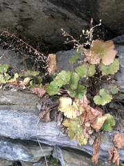 Heuchera parviflora saurensis