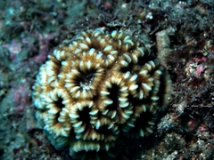 Astraeosmilia maxima