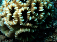 Astraeosmilia maxima