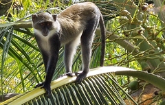 Cercopithecus mitis albogularis