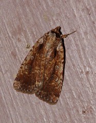 Eueretagrotis attentus