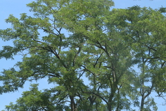 Robinia pseudoacacia