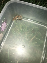 Hemidactylus mabouia