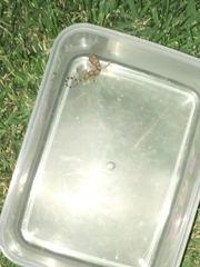 Hemidactylus mabouia