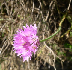 Allium serra
