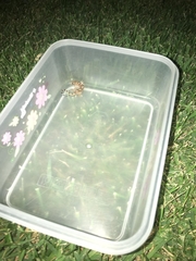 Hemidactylus mabouia