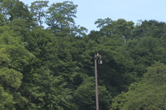 Robinia pseudoacacia