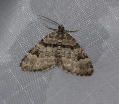 Xanthorhoe abrasaria congregata
