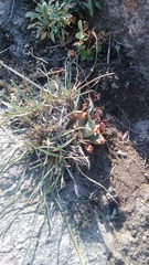 Echeveria platyphylla